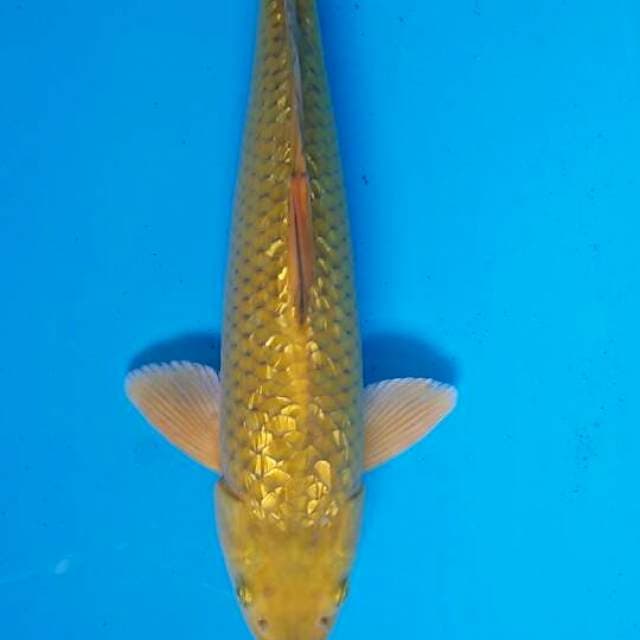 Caghoi modhori 38cm