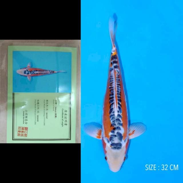 Shusui yamaju 32cm