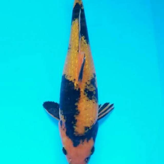 Hi utsuri 28cm