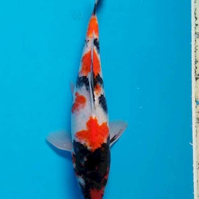 Showa 24cm
