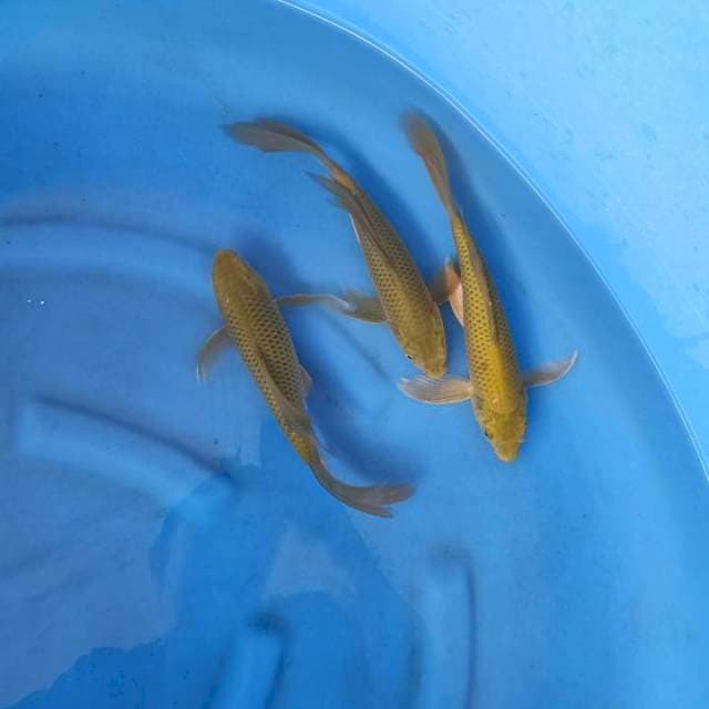 3 ekor Midori Kumpay