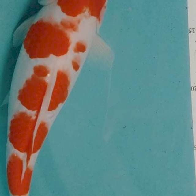 Kohaku 30cm