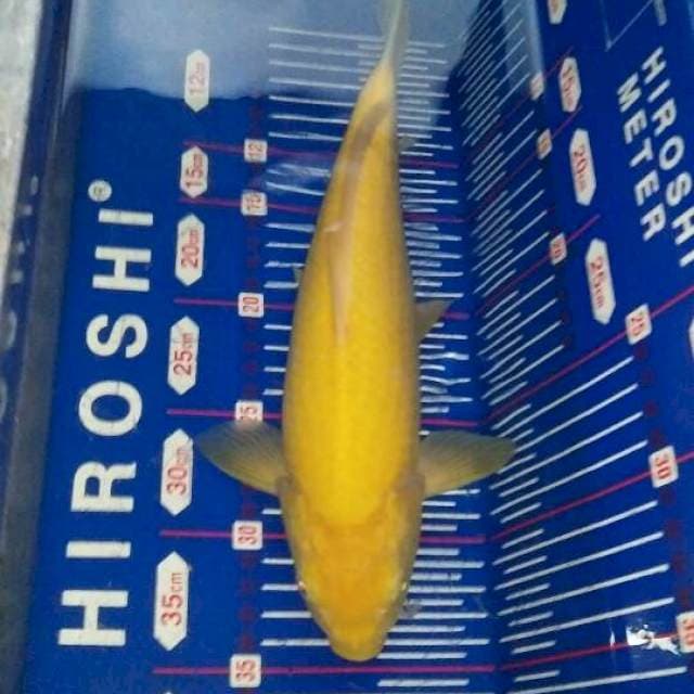 Red eye karashi 30cm