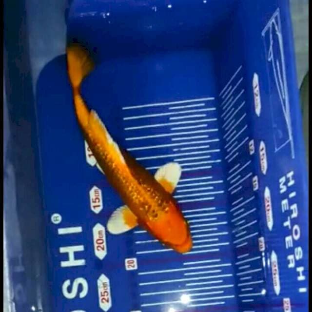 Orenji matsuba Ginrin