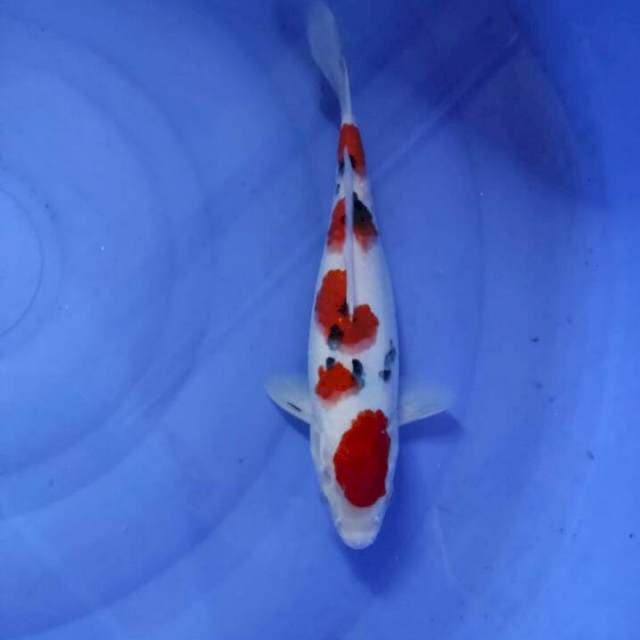 Sanke 28cm