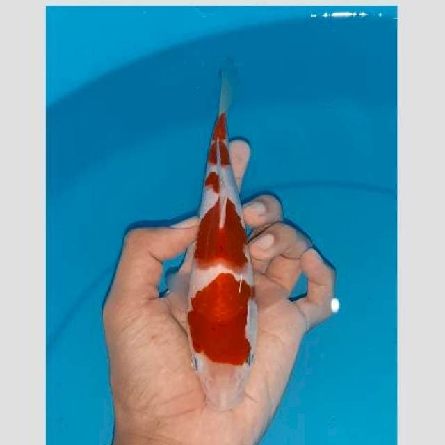 Super skin ai goromo original