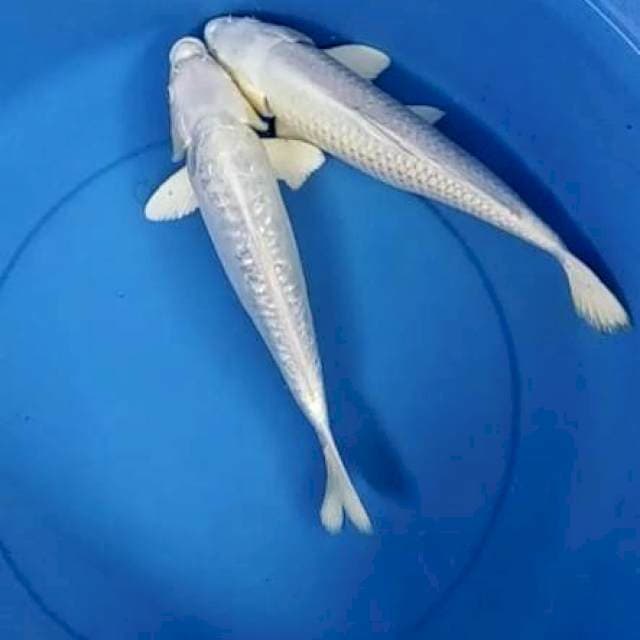 Platinum 35-37cm