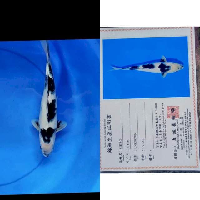 Shiro MARUSEI serti