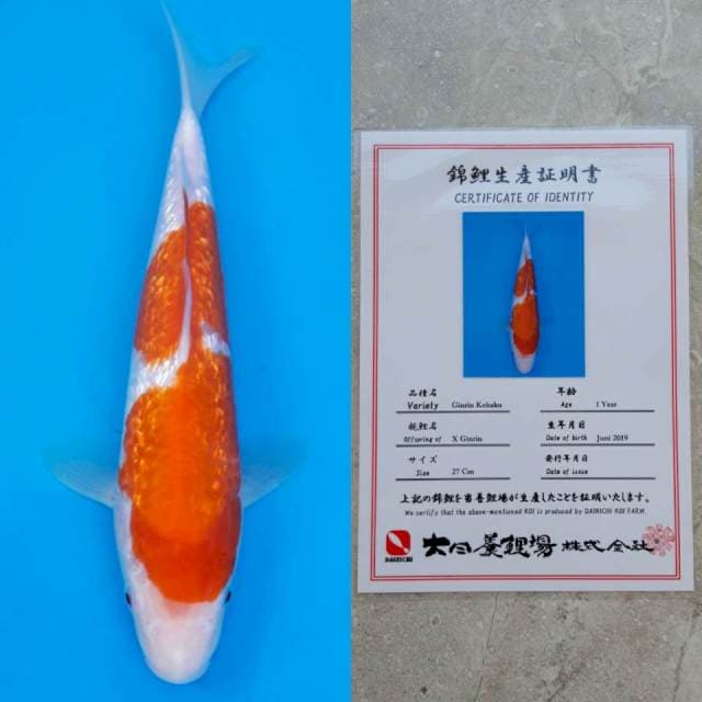 Dainichi ginrin kohaku 27cm serty