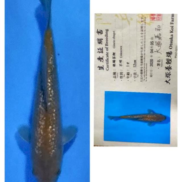 Caramel ginrin otauka
