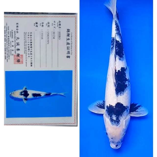 Shiro import Serti Marusei