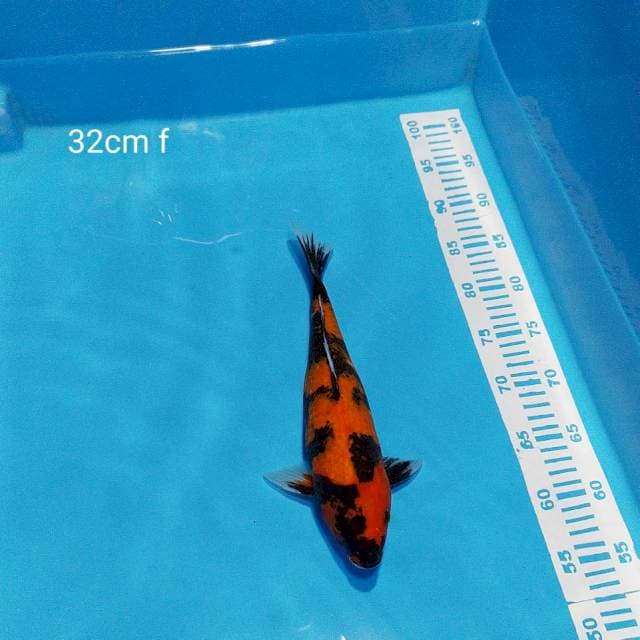 hishowa 32cm