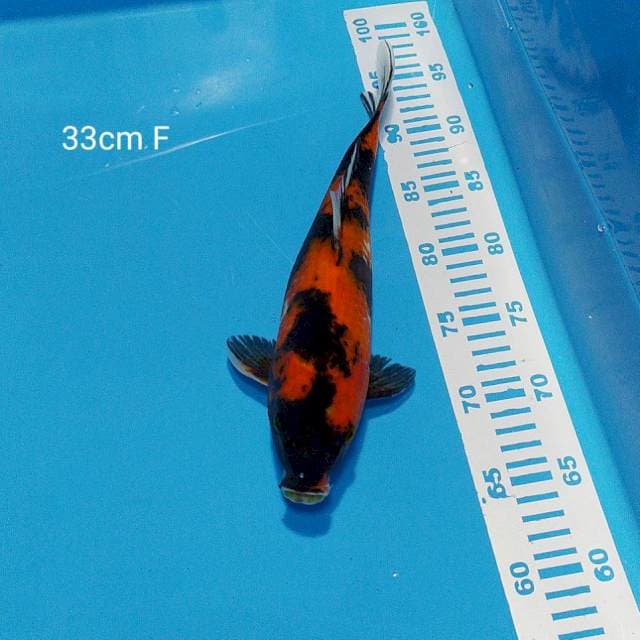 hishowa 33cm #003