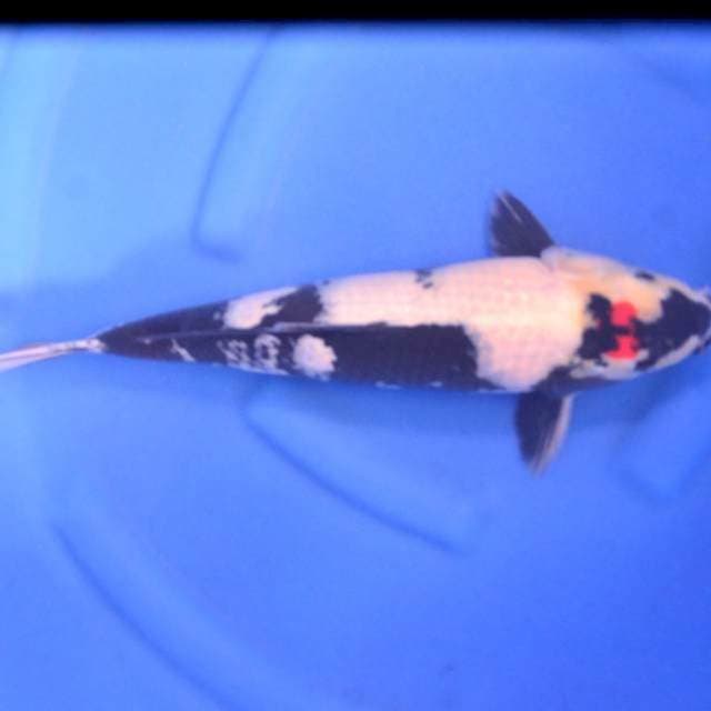Tancho Male 42cm