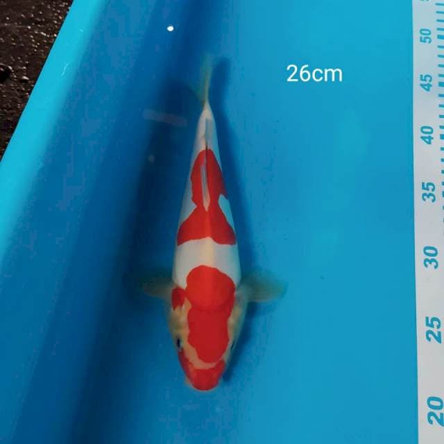 kohaku doitsu 26cm