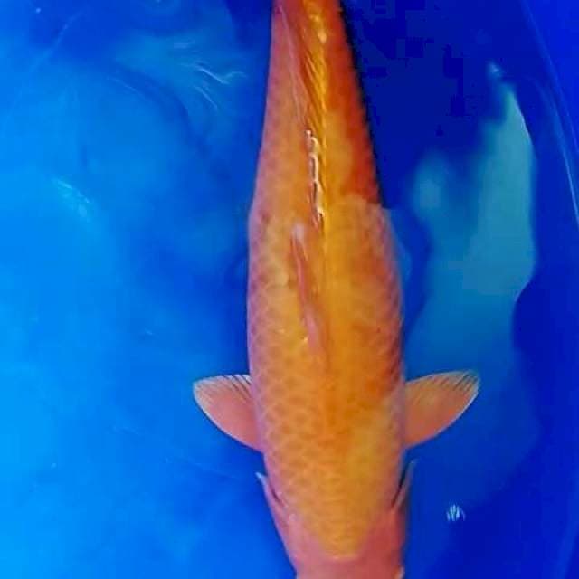 Jumbo akahajiro 51cm.