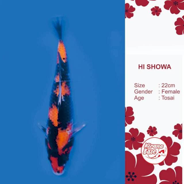 HI SHOWA // 22*