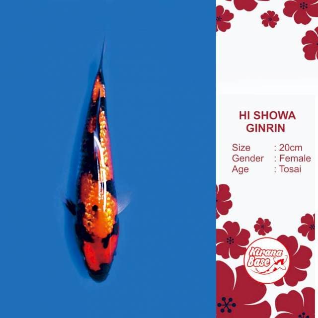 HI SHOWA GINRIN // 20*