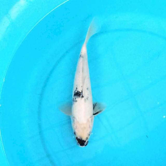 Shiro 32 cm