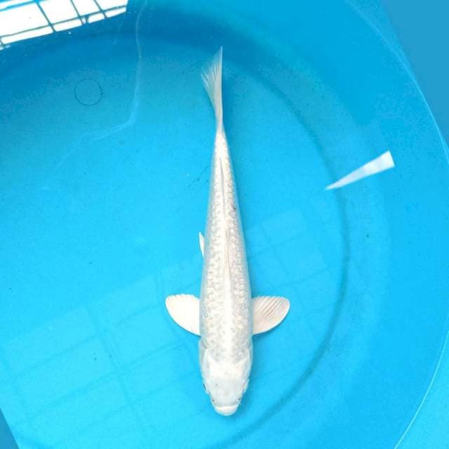 Platinum 29cm