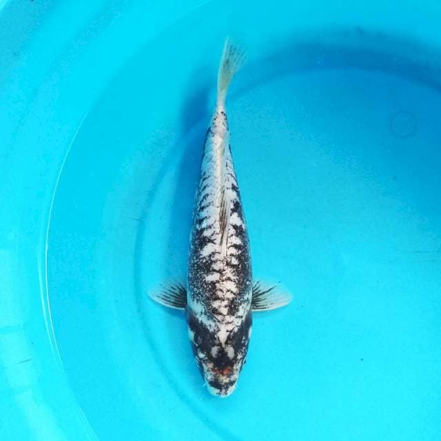 Kawarimono 34cm