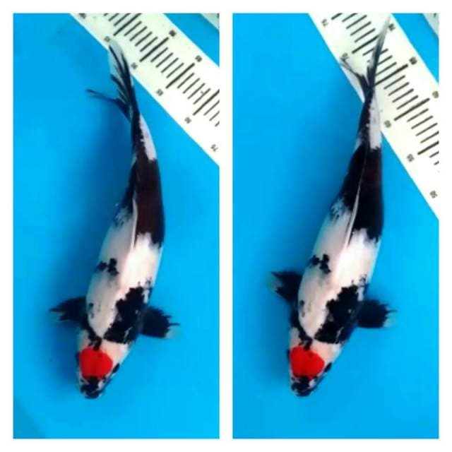 T. Showa 43cm