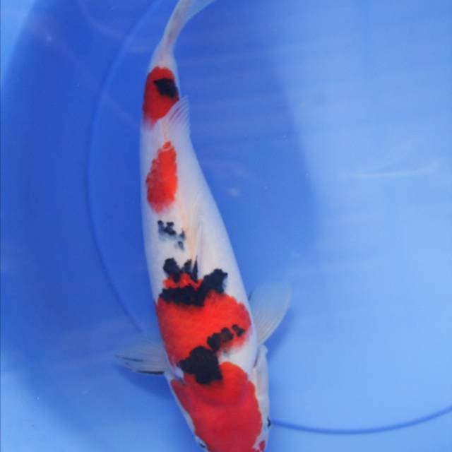 sanke 35cm