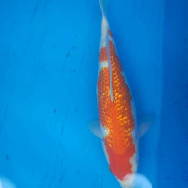 kohaku ginrin bulky , sck (san cherry) product