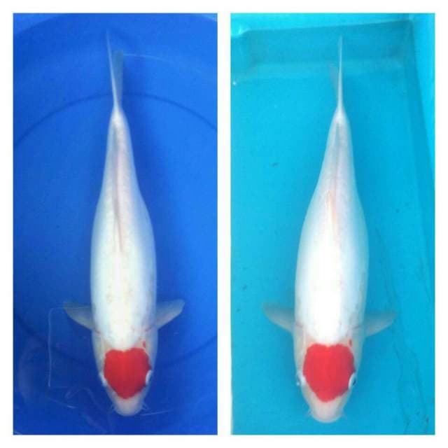 Tancho 45cm