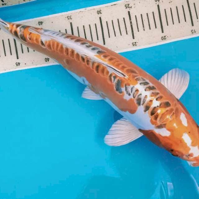 Male 45 cm Kikokuryu