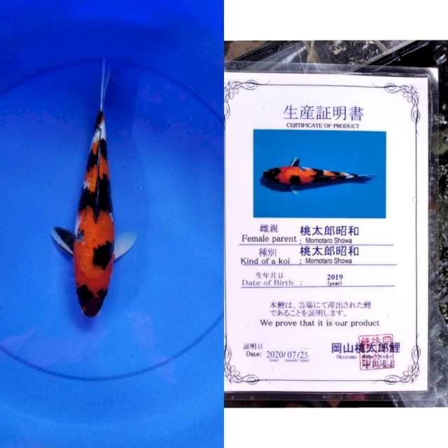 Showa momotaro