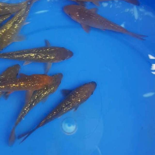 Chagoi Ginrin F1 Ogata 10 ekor Paket 2