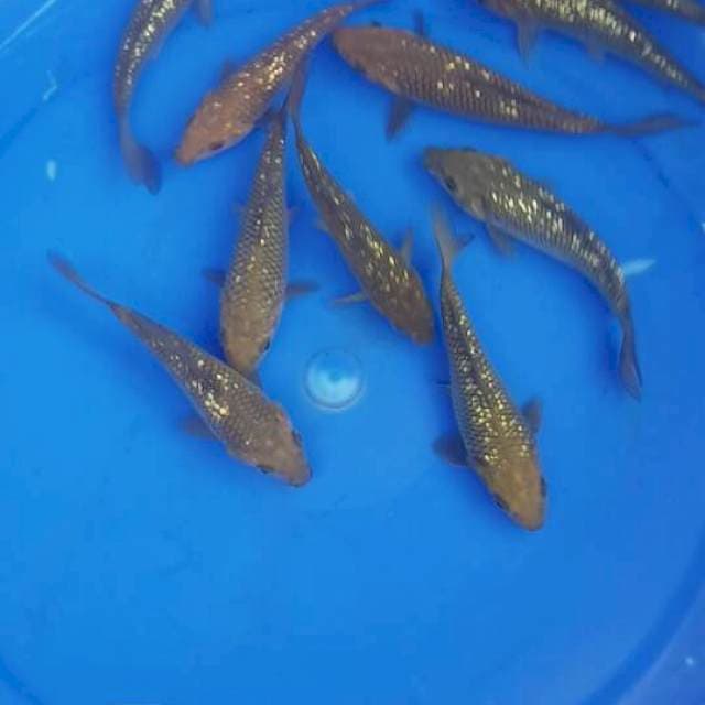 Chagoi Ginrin F1 Ogata 10 ekor Paket 3