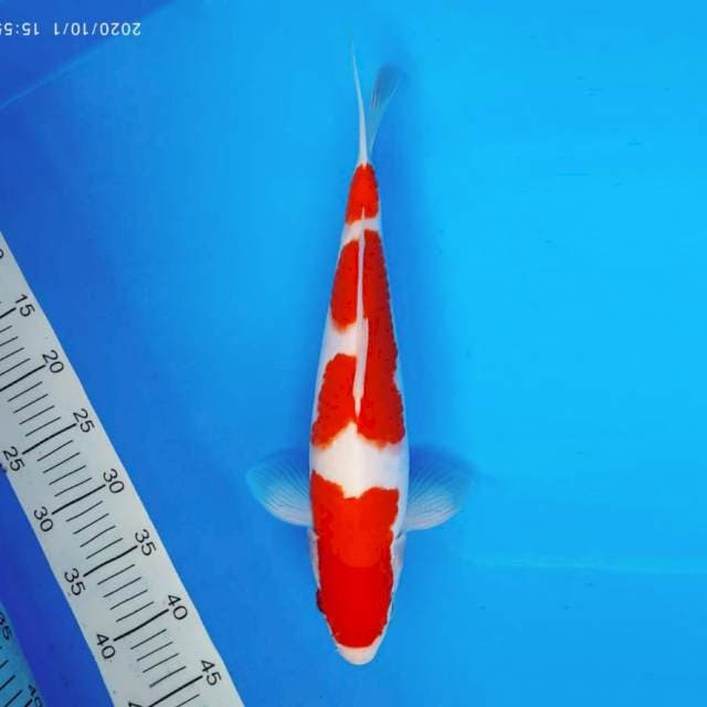 FUJI 8 ~ KOHAKU SPC ™