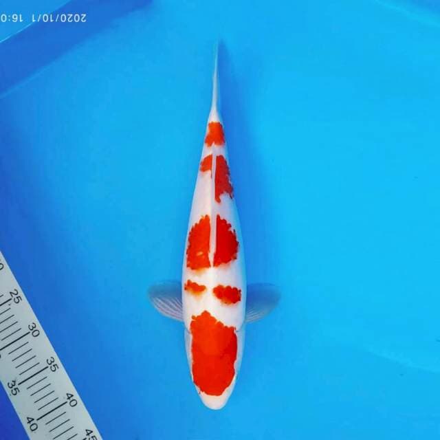 FUJI 13 ~ KOHAKU ™