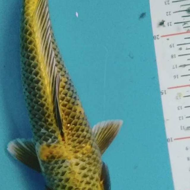 Kinutsuri size 30cm