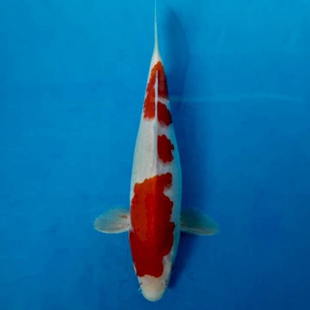 Kohaku