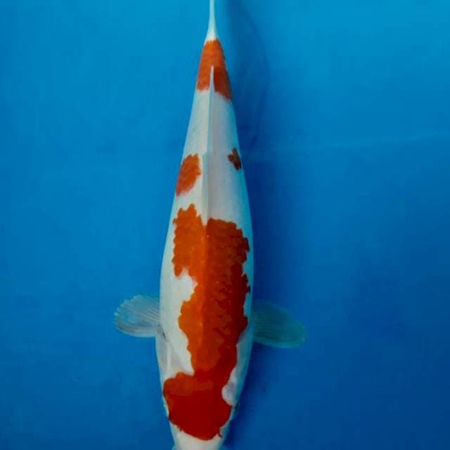 Kohaku