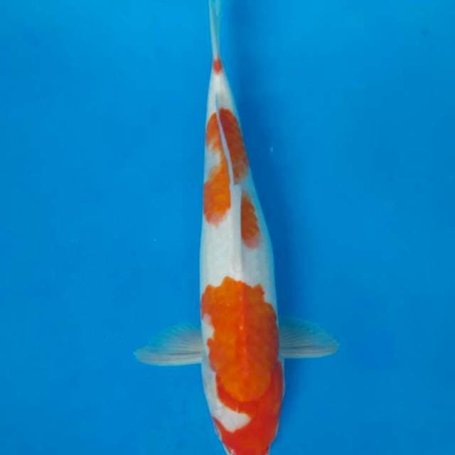 Kohaku