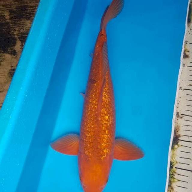 Karashi Caramel ginrin