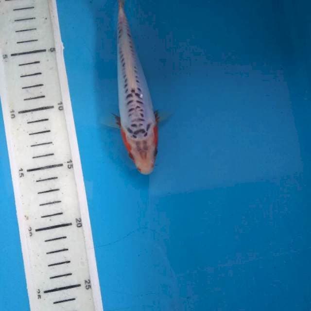 Sushui 17cm