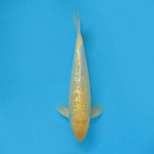 Red eye - f1 karasi full ginrin (no bocor)