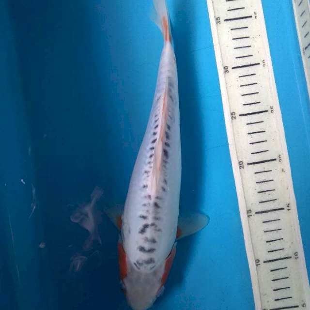 Sushui 31cm female