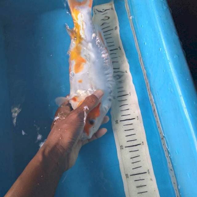 Sushui 31cm female