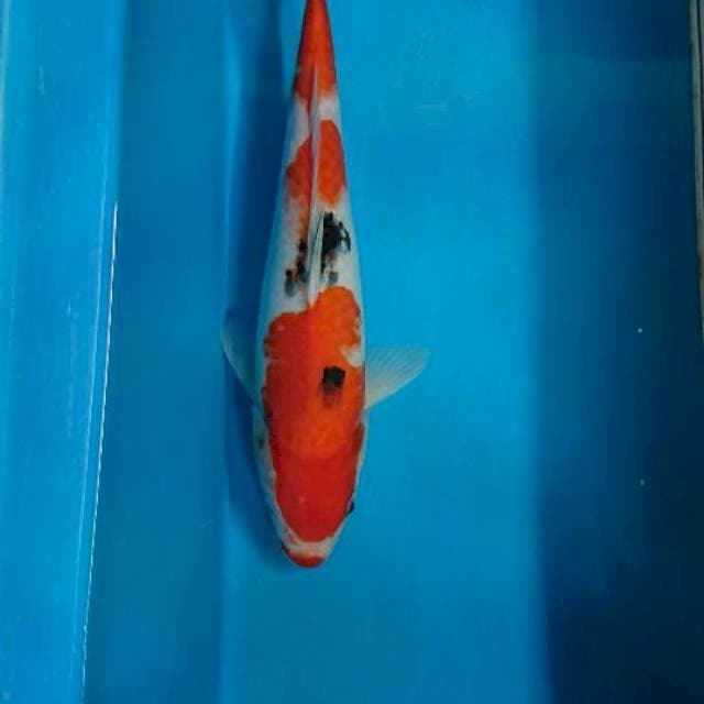 Sanke 30cm