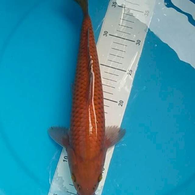 penjinak kolam tembaga cagoei