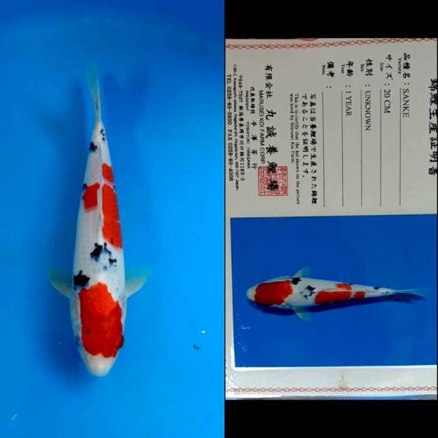 Sanke marusei 25cm