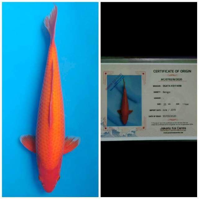 Ogata Jumbo Benigoi