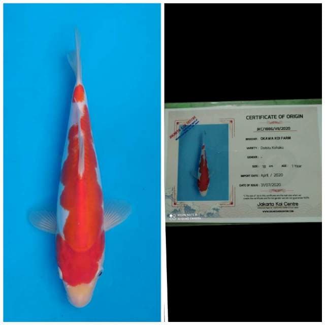 Okawa Kohaku Doitsu