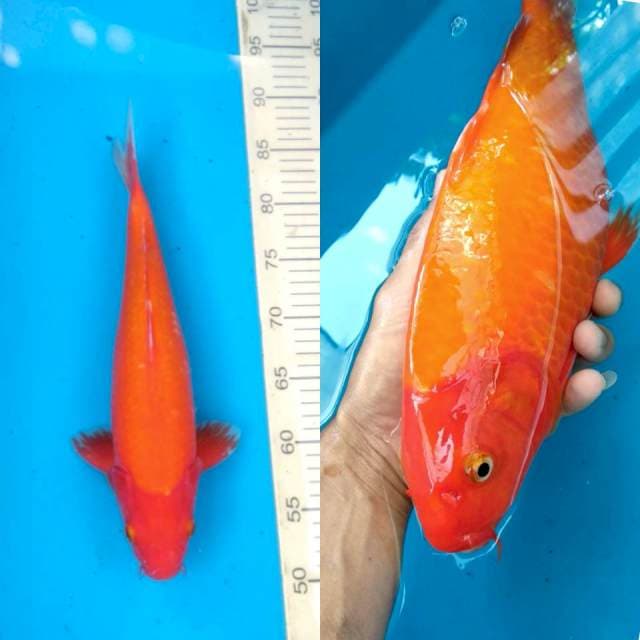 Jumbo benigoi